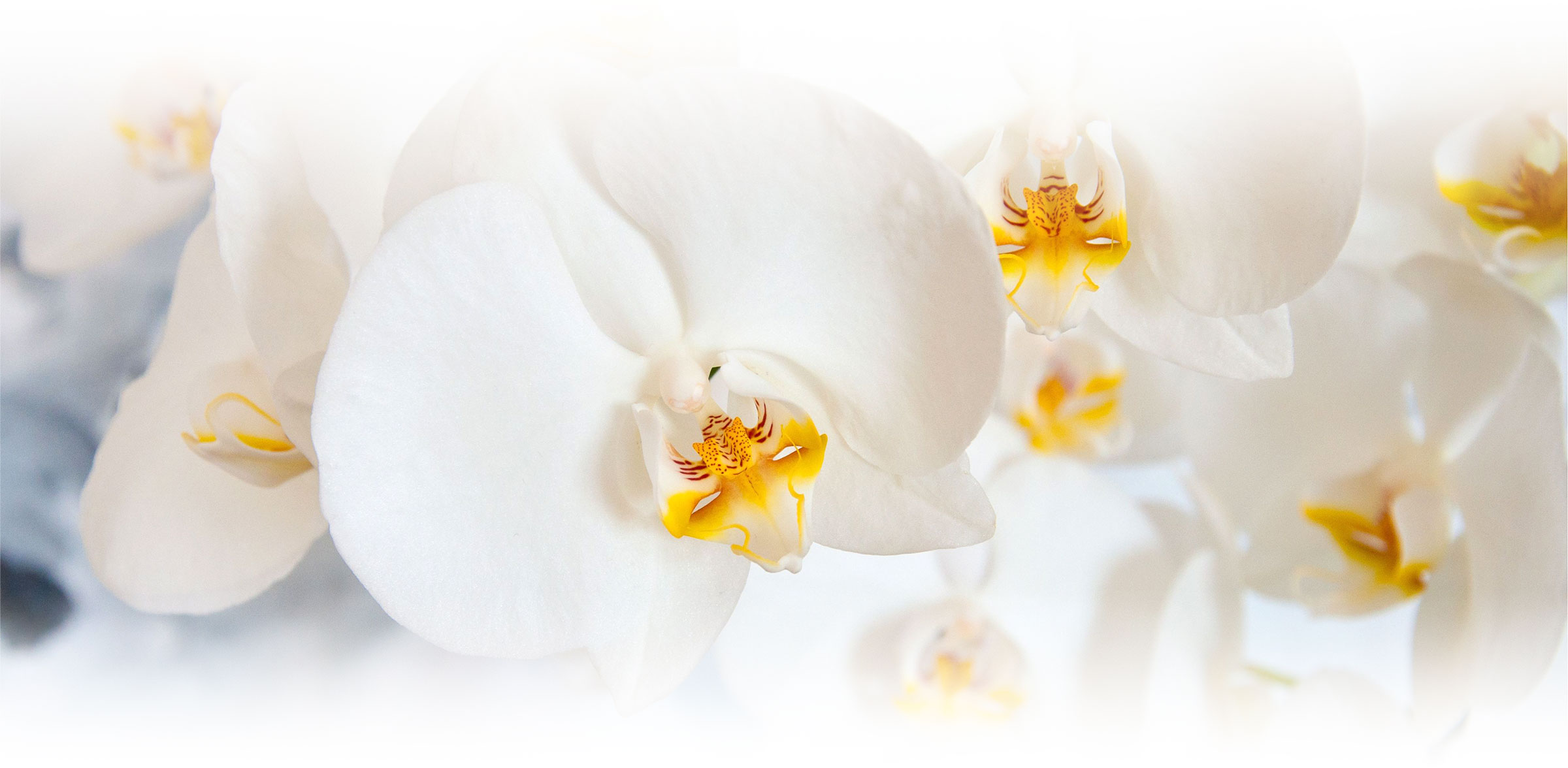 Navas Funeraria nació en 1930 en Biescas. Somos una empresa funeraria con una larga tradición en la provincia de Huesca avalada por tres generaciones proporcionando un servicio personalizado a las familias.